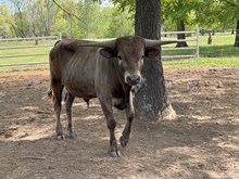 MN Charro's Grey Chex